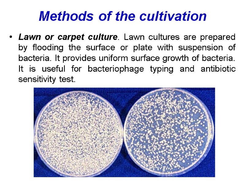 Methods of the cultivation Lawn or carpet culture. Lawn cultures are prepared by flooding